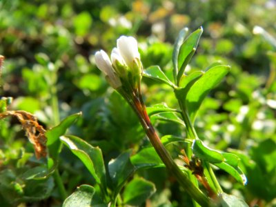 20140302Cardamine_hirsuta4