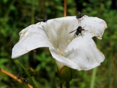 20140630Calystegia_sepium