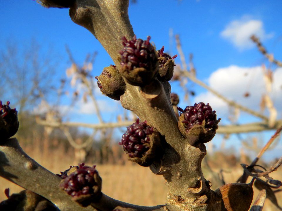 20140302Fraxinus_excelsior2