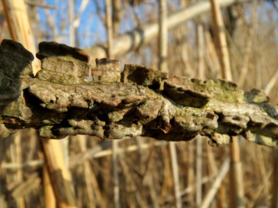 20140307Ulmus_minor3