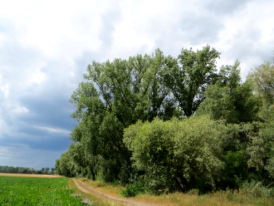 20140630Tongruben_beim_Siegelhain1