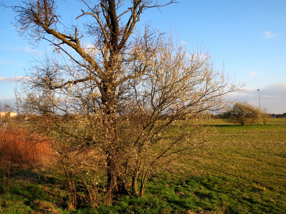 20140302Prunus_cerasifera_Hockenheim2