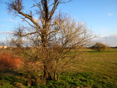20140302Prunus_cerasifera_Hockenheim2