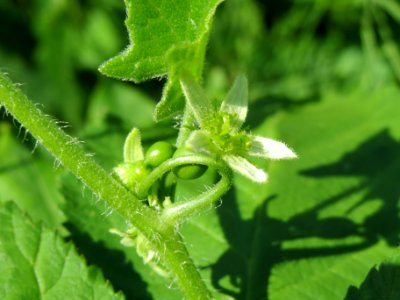 20140701Bryonia_dioica2