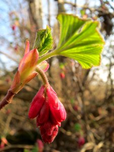 20140307Ribes_sanguineum1