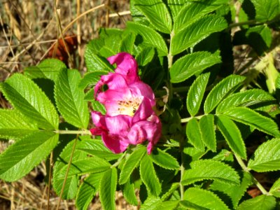 20140702Rosa_rugosa1