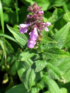 20140630Stachys_palustris5