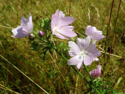 20140702Malva_alcea2 photo