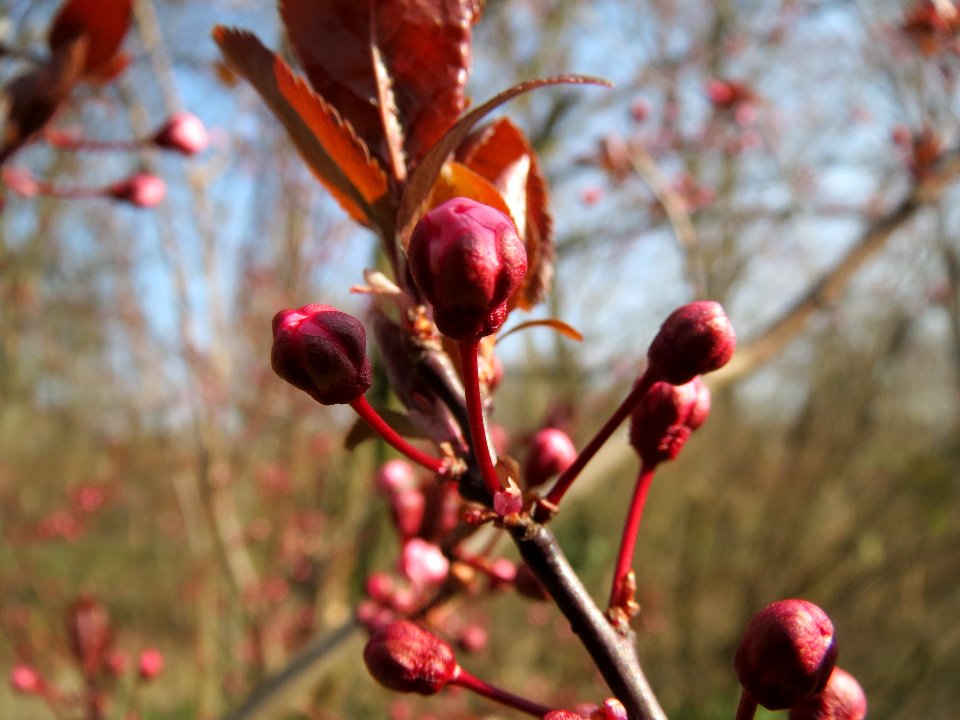 20140307Prunus_cerasifera_Hockenheim2