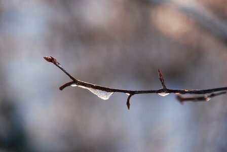 Freeze cold branch photo