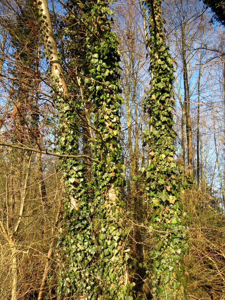 20140302Hedera_helix2