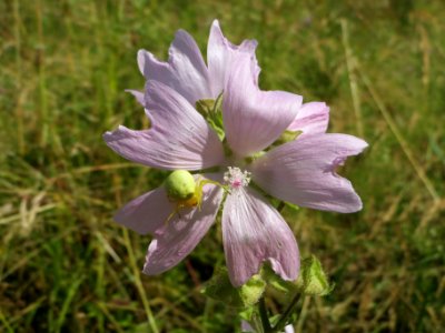 20140702Malva_alcea1 photo