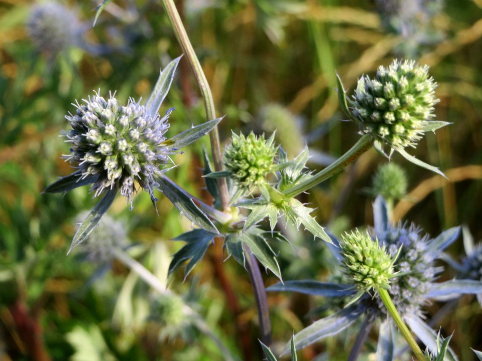20140701Eryngium_planum1
