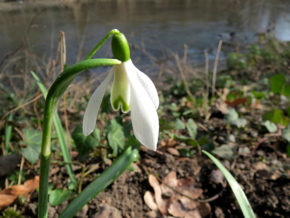 20140307Galanthus_nivalis