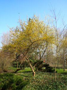 20140307Cornus_mas