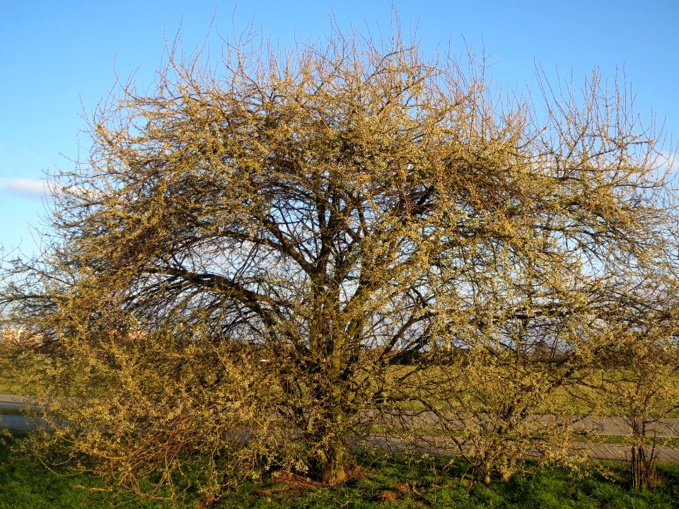 20140302Prunus_cerasifera_Hockenheim1
