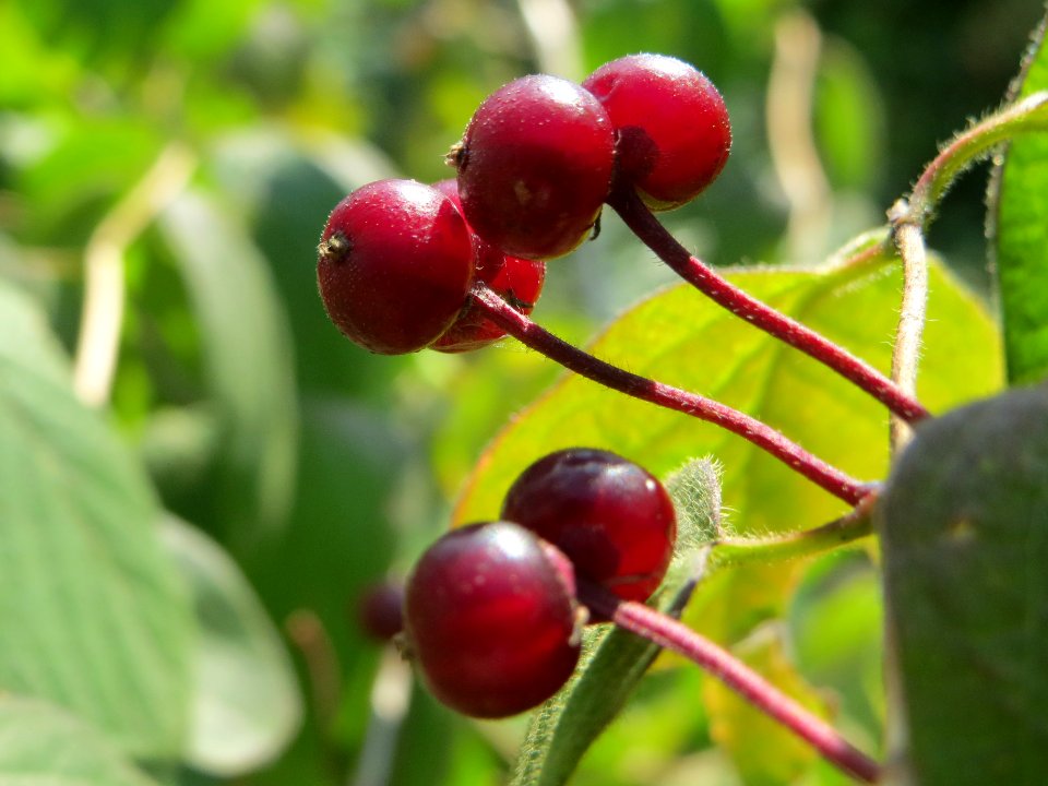 20140702Lonicera_xylosteum2