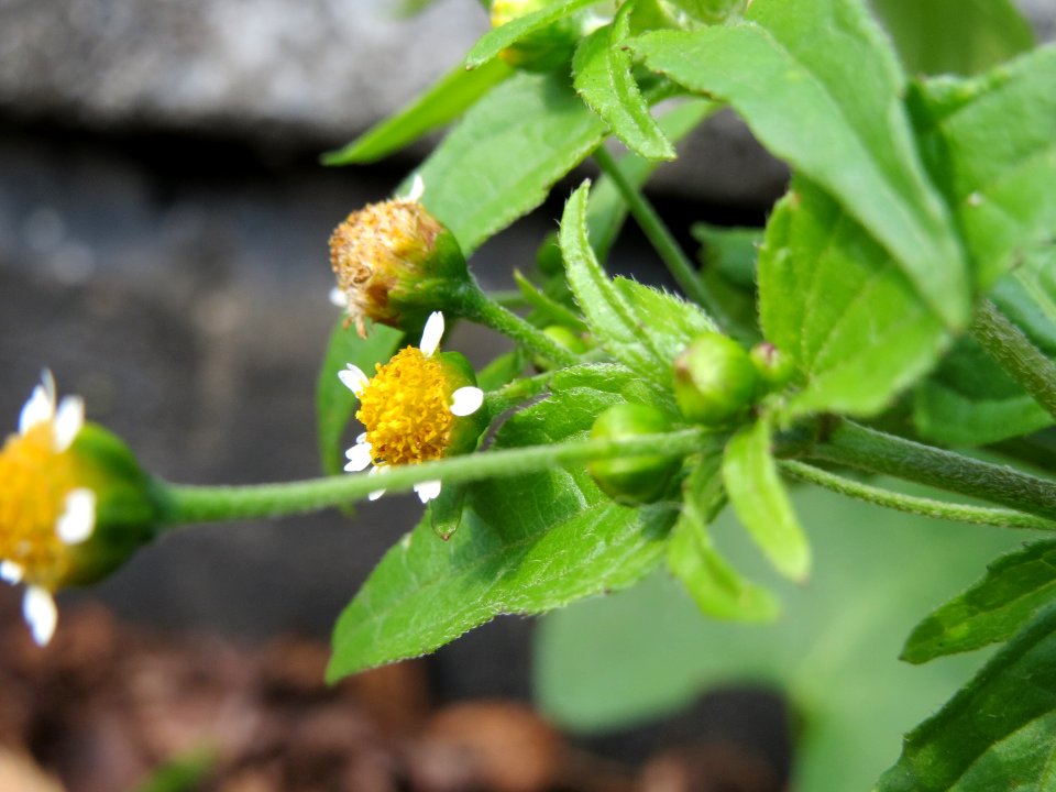 20140701Galinsoga_parviflora2