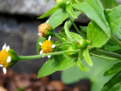 20140701Galinsoga_parviflora2