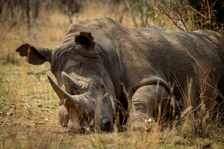 Game poaching protection
