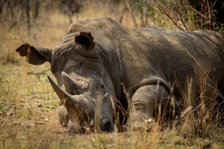 Game poaching protection photo