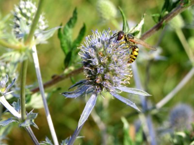 20140701Eryngium_planum4