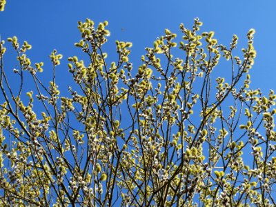 20140302Salix_caprea02