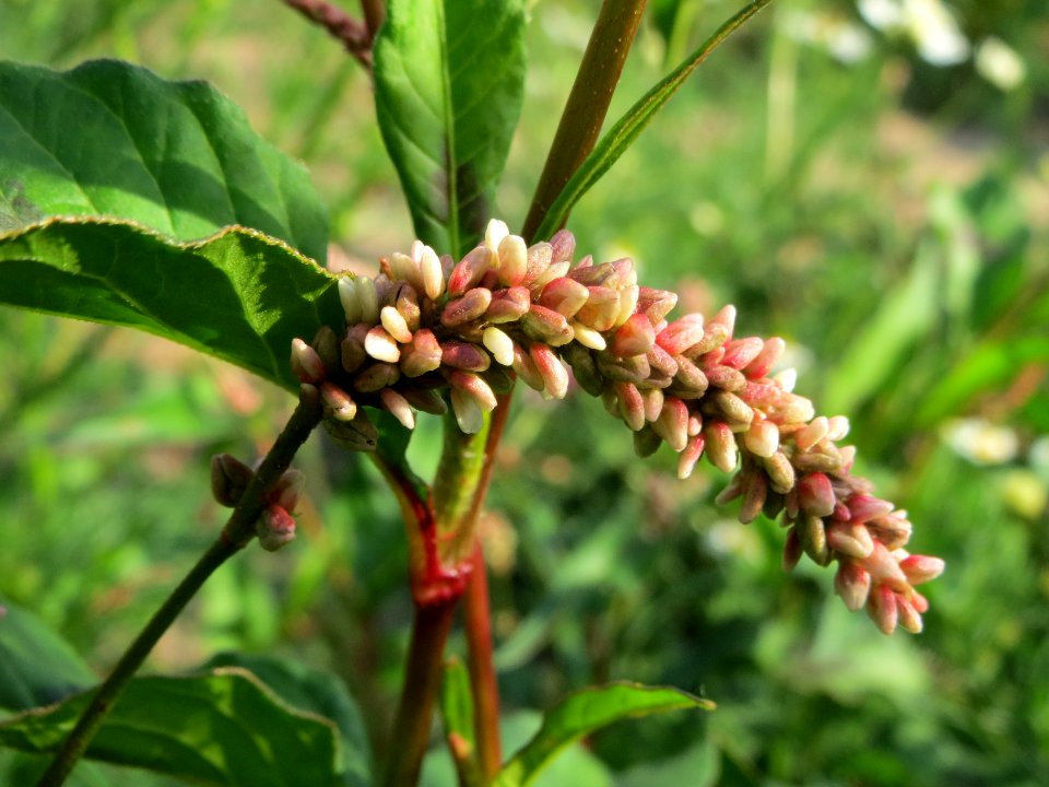 20140701Persicaria_lapathifolia1