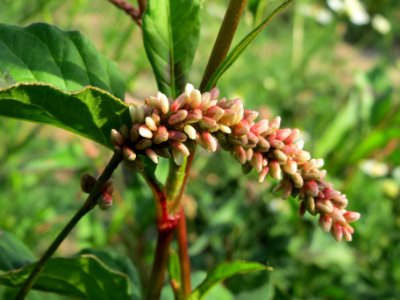 20140701Persicaria_lapathifolia1