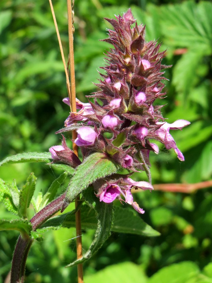 20140630Stachys_palustris4