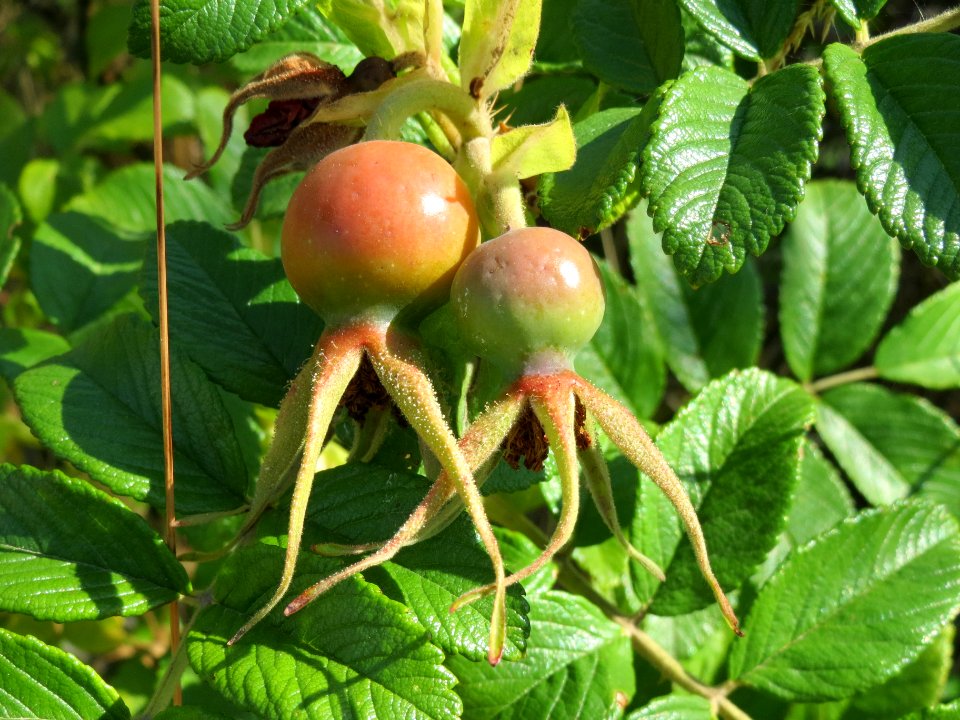 20140702Rosa_rugosa5