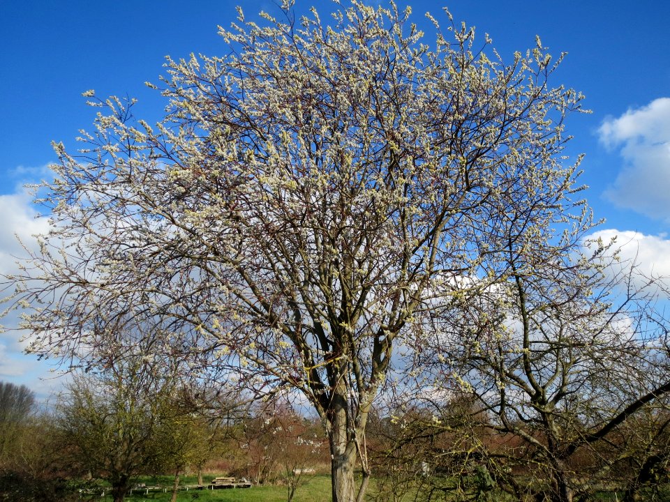 20140302Salix_caprea14