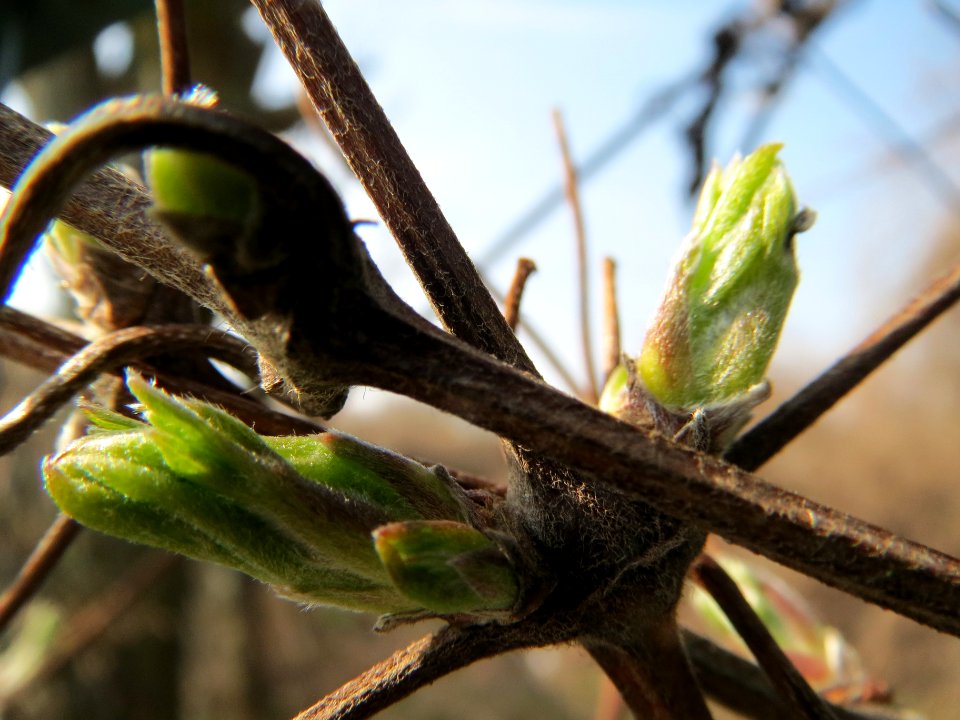 20140308Clematis_vitalba4