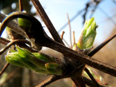 20140308Clematis_vitalba4