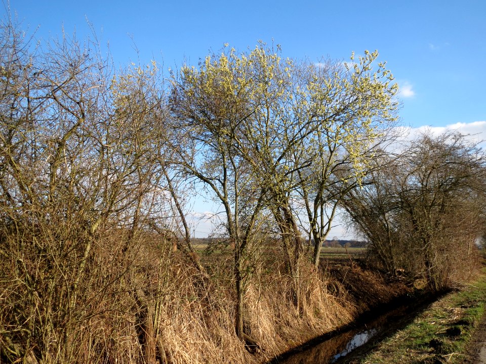 20140302Salix_caprea11
