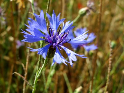 20140702Centaurea_cyanus2 photo