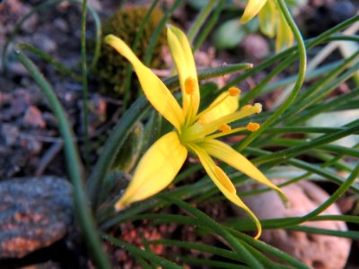 20140308Gagea_villosa4