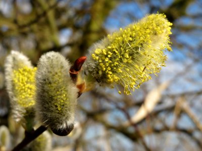 20140302Salix_caprea13