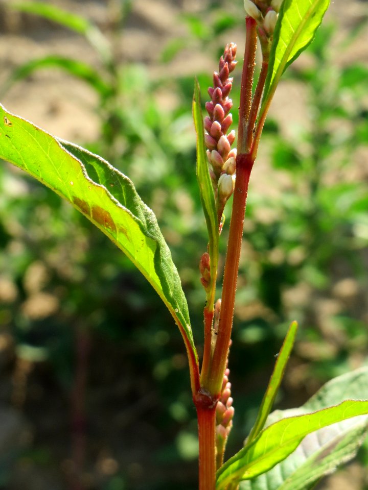 20140701Persicaria_lapathifolia8