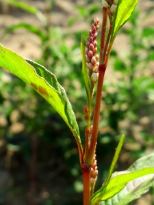 20140701Persicaria_lapathifolia8