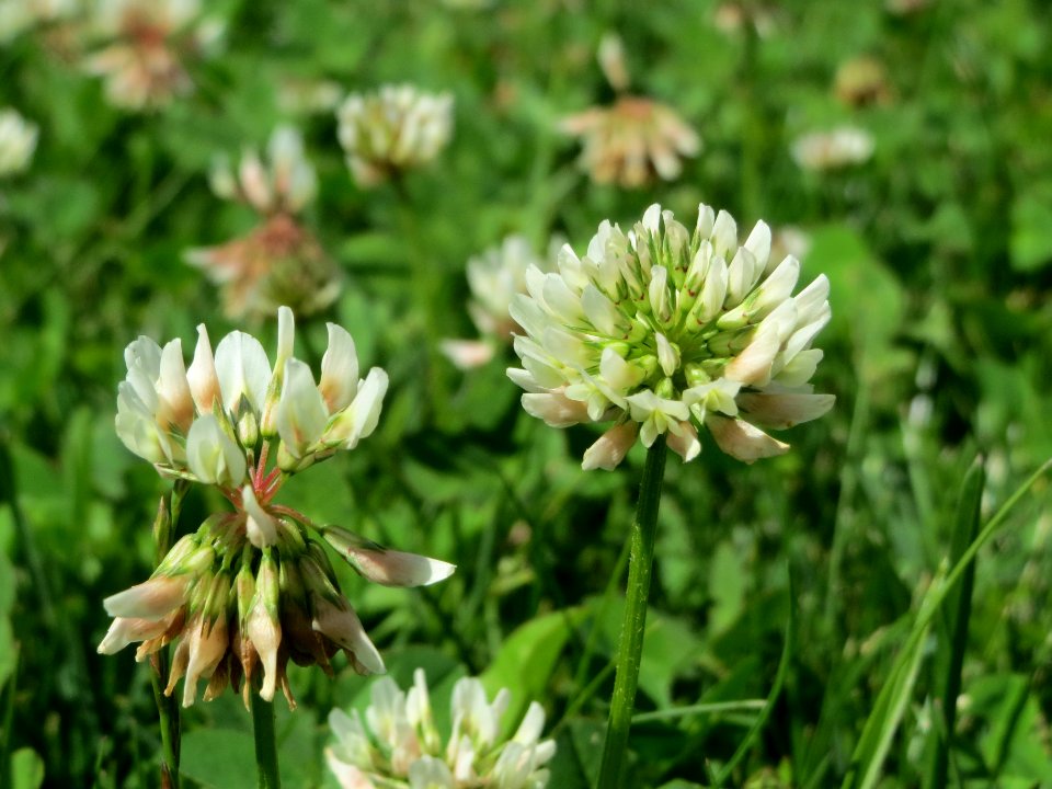 20140625Trifolium_repens2