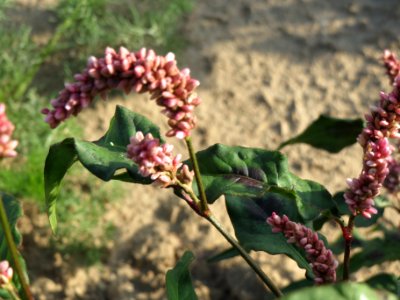 20140701Persicaria_lapathifolia5