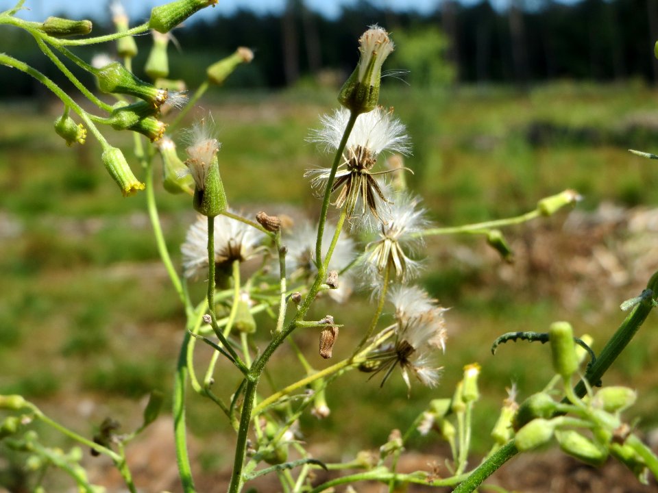 20140703Senecio_sylvaticus08