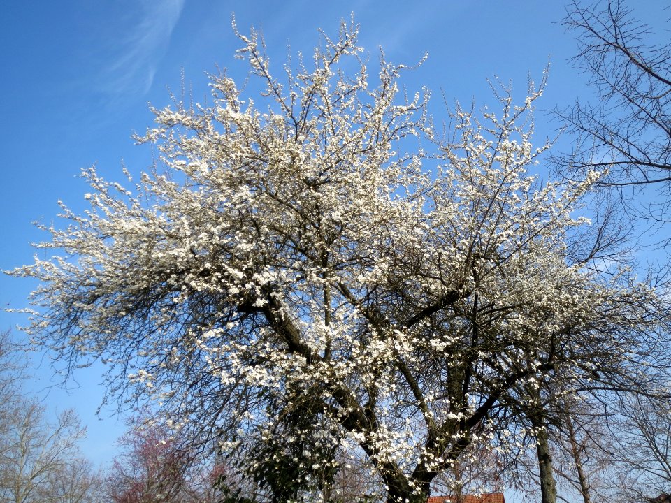 20140308Prunus_cerasifera_Hockenheim