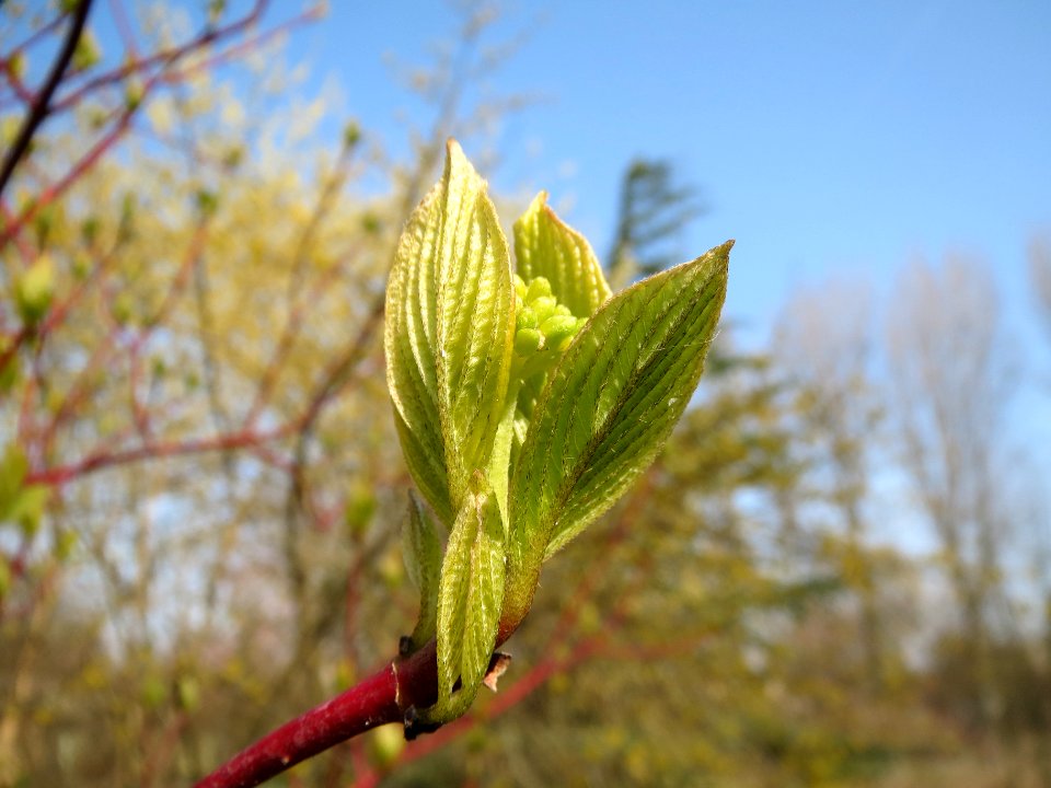 20140307Cornus_alba2