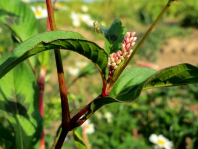 20140701Persicaria_lapathifolia4