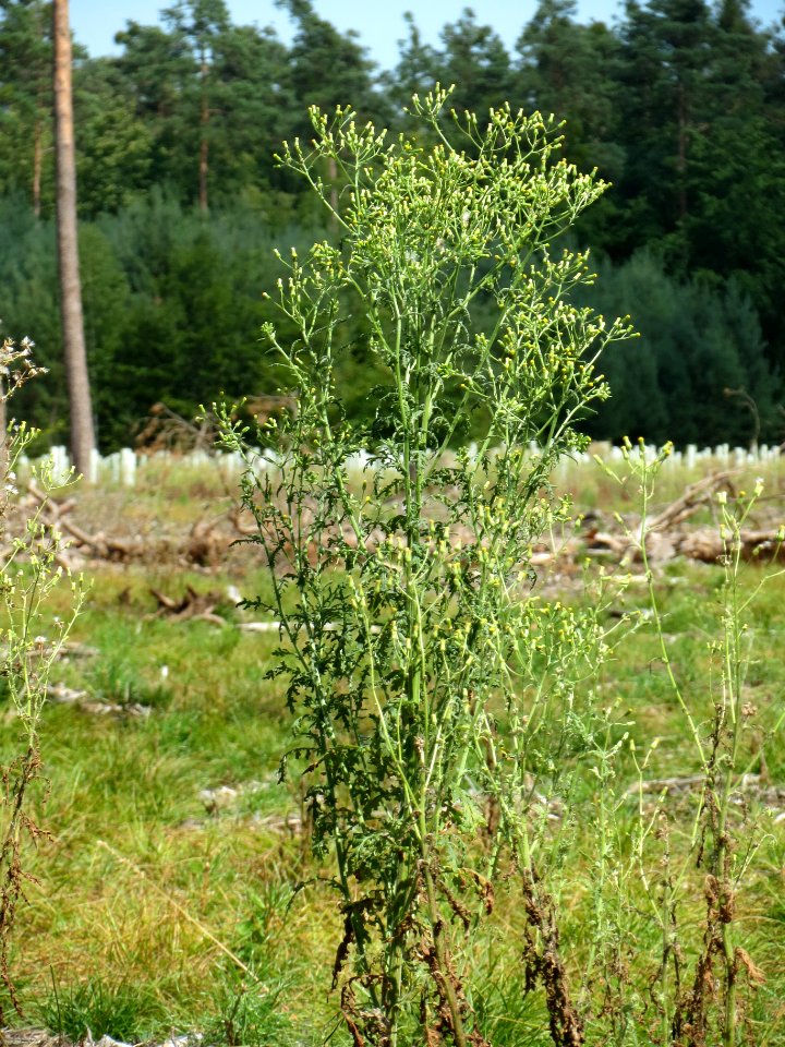 20140703Senecio_sylvaticus05