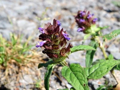 20140703Prunella_vulgaris