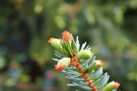 Branch spruce nature
