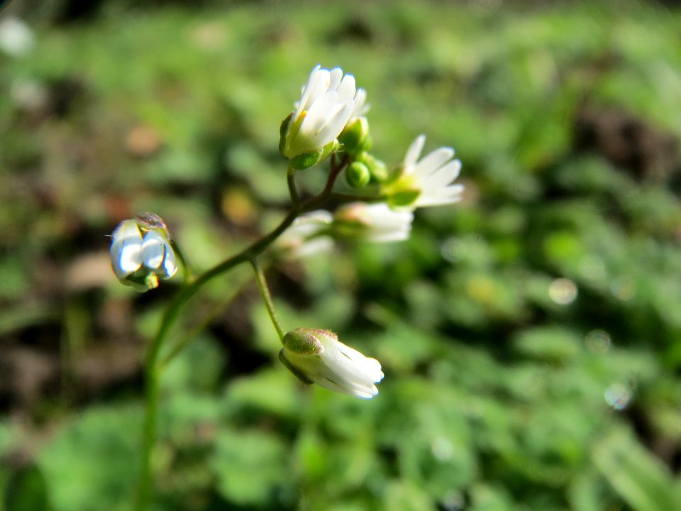 20140307Draba_verna